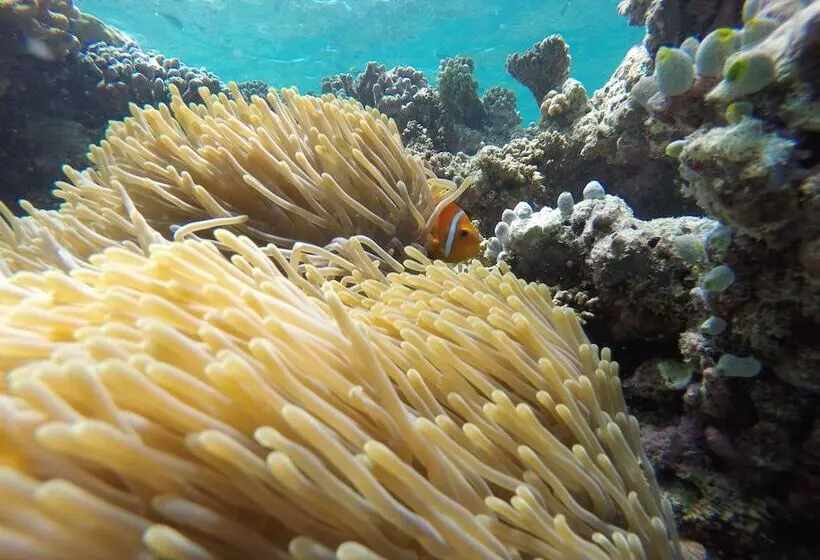 هتل Palm Residence