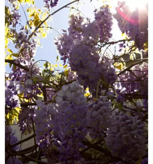 住宿加早餐 Susana Just Boutique