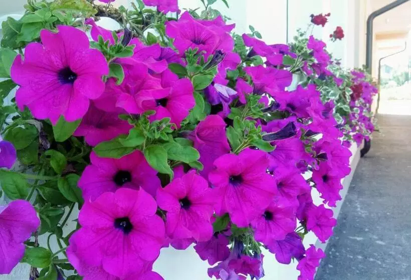 پانسیون Apartments&rooms Mido