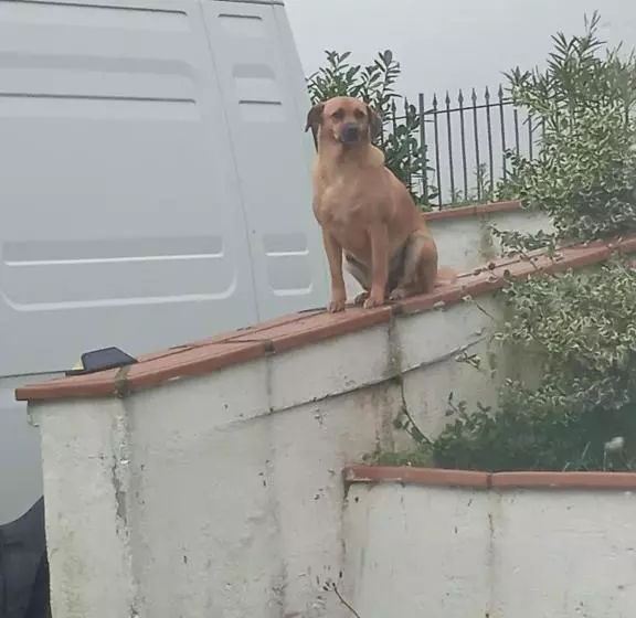 Aamiaismajoitus (B&B) Villa Rosanna