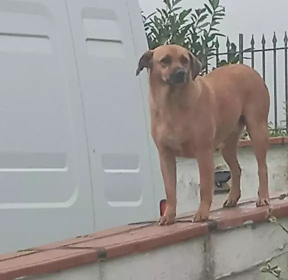 Aamiaismajoitus (B&B) Villa Rosanna