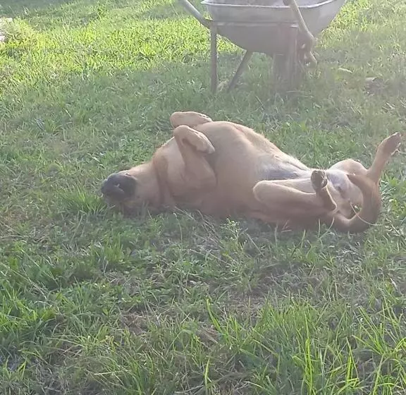 Aamiaismajoitus (B&B) Villa Rosanna