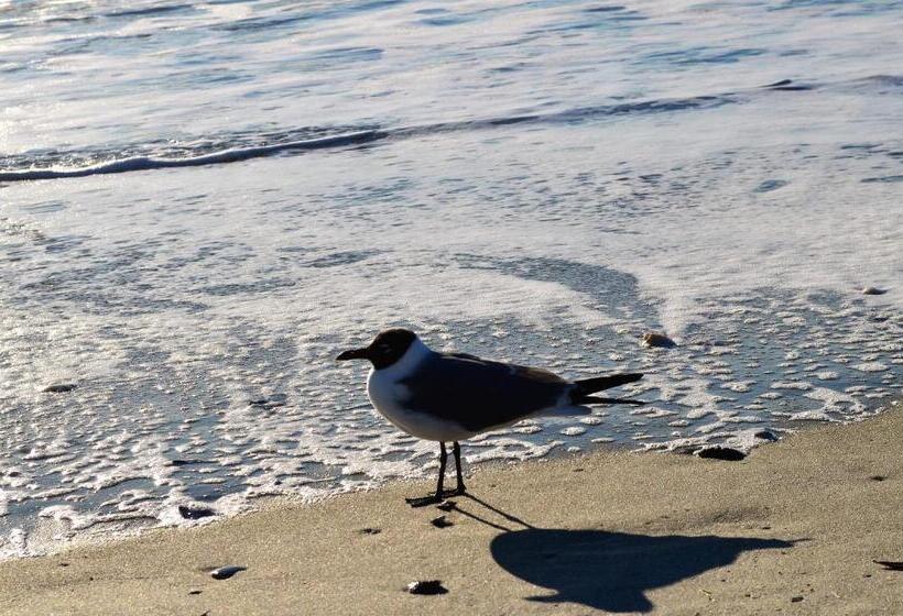 אתר נופש Stunning Ocean Front 2bedroom In Heart Of Myrtle Beach New 50 Smart Tv