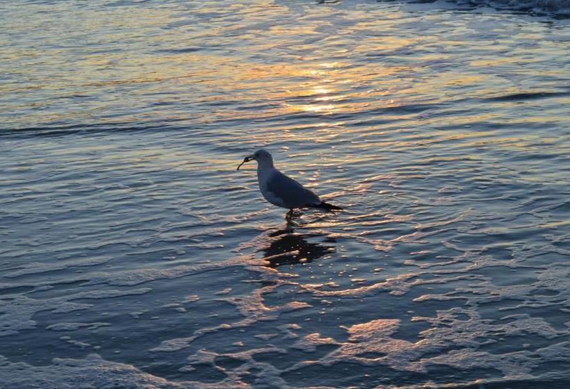 אתר נופש Stunning Ocean Front 2bedroom In Heart Of Myrtle Beach New 50 Smart Tv