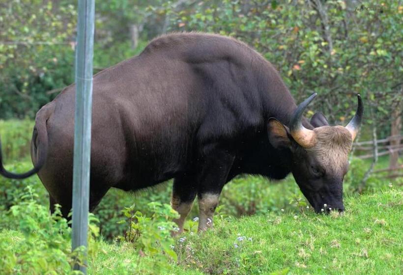 تختخواب و صبحانه Cloud Walk