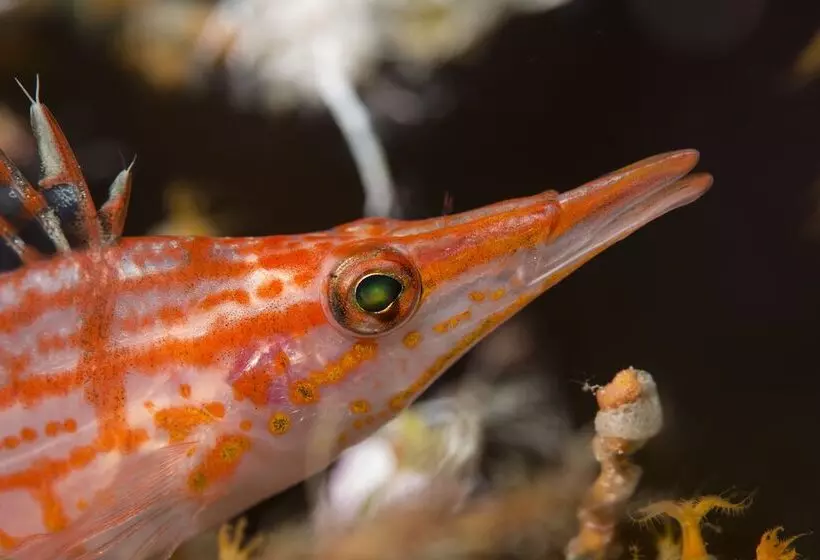 هتل Equator Village Resort