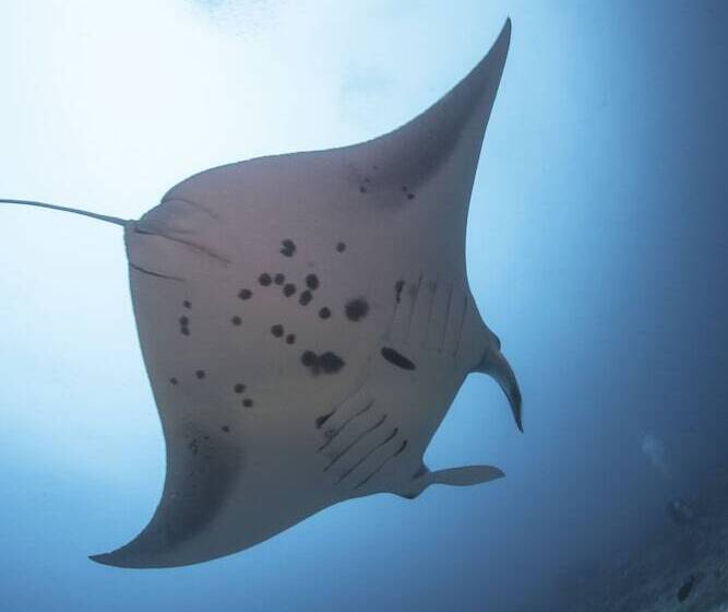 Otel Equator Village Resort