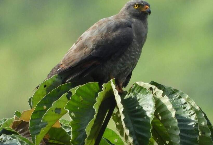 Pension Duck House Hostel / La Vega