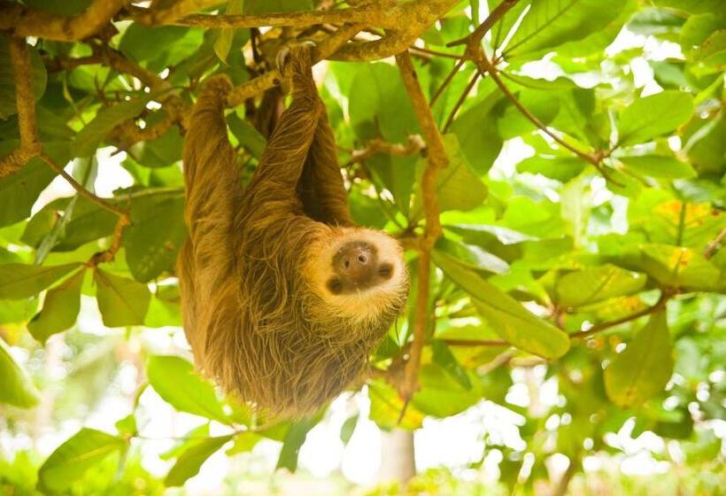 Отель Villas Del Caribe