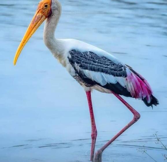 Panzió Dinimuthu Rest Inn