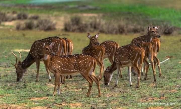 Majatalo Dinimuthu Rest Inn