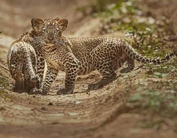 Majatalo Dinimuthu Rest Inn