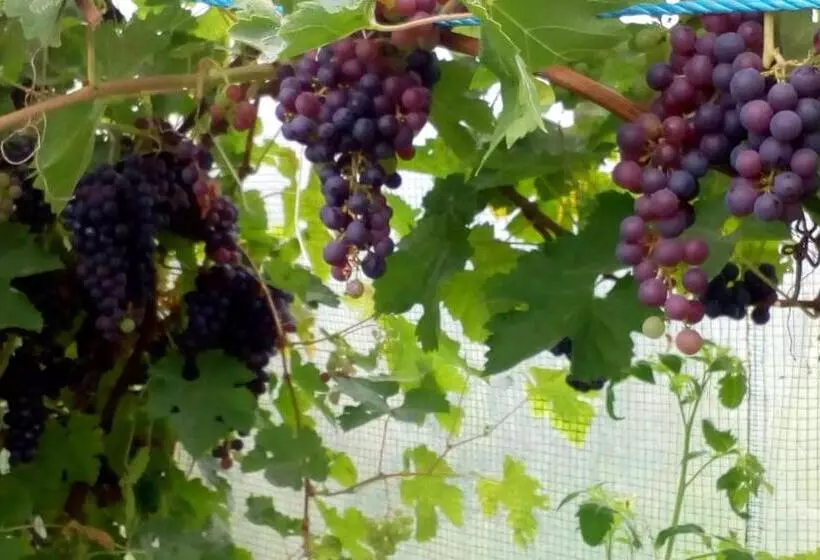 Aamiaismajoitus (B&B) Lisieux House On Lough Neagh