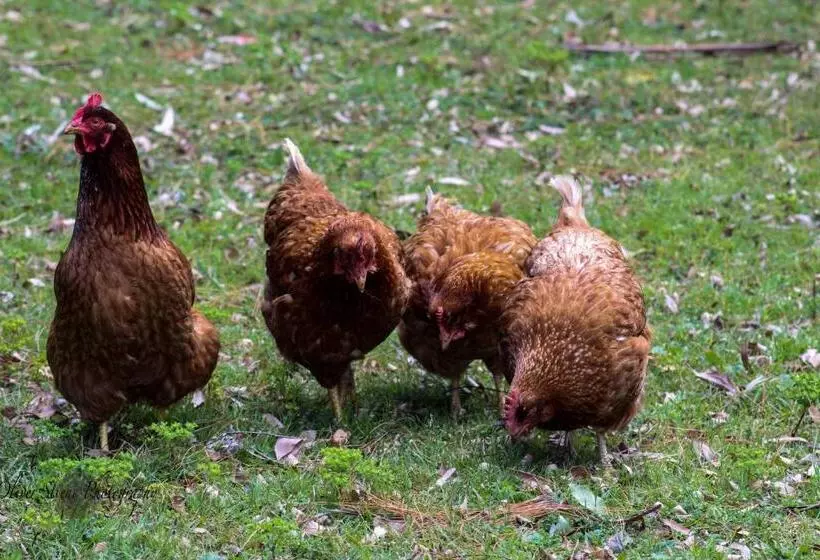 ベッドアンドブレックファースト Tomah Retreat   Studio Relax With Fireplace