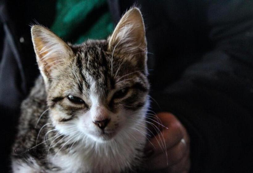 住宿加早餐 Tomah Retreat Studio Relax With Fireplace