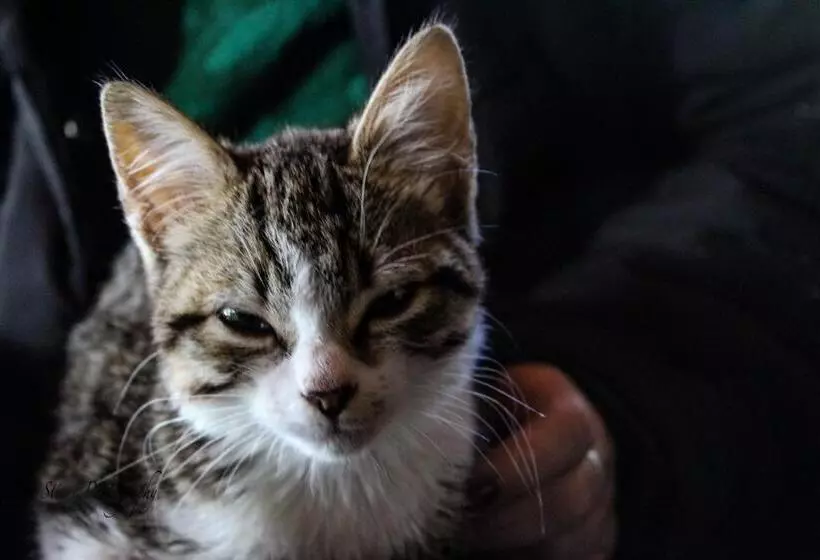 ベッドアンドブレックファースト Tomah Retreat   Studio Relax With Fireplace