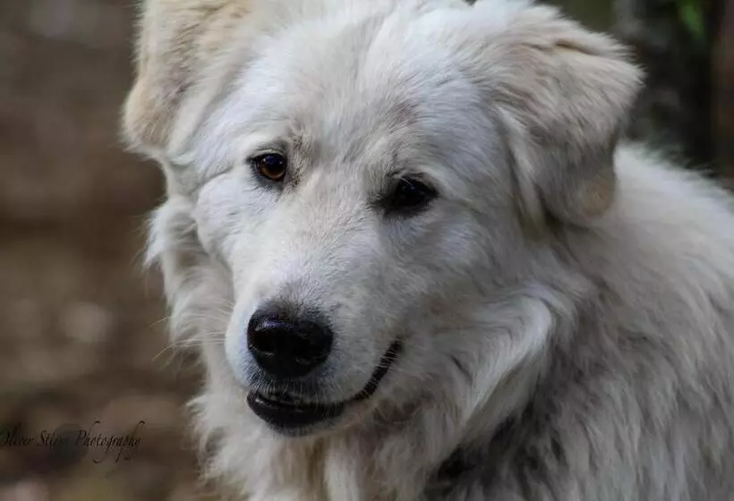 ベッドアンドブレックファースト Tomah Retreat   Studio Relax With Fireplace