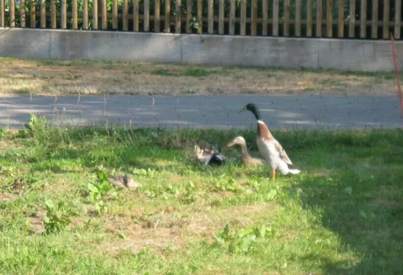 Hotelli Stierstall Suite Pension Wahlenau