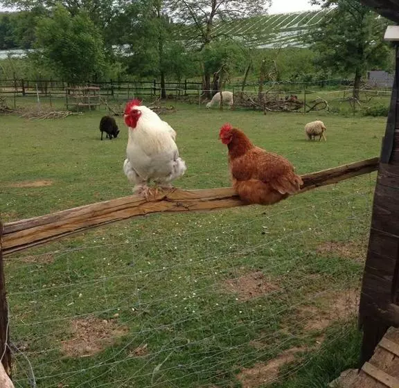 ベッドアンドブレックファースト La Roche Parthenay Farm
