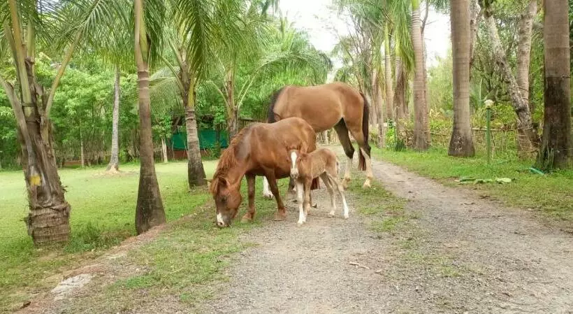 Hotelli Life Farms   Near Mopa Airport Goa