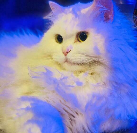 Hotel Life Farms   Near Mopa Airport Goa