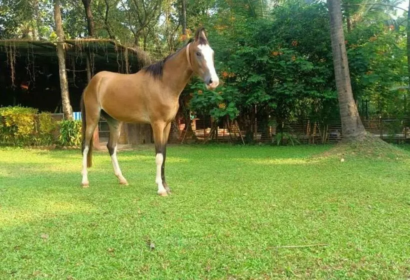 Hotelli Life Farms   Near Mopa Airport Goa