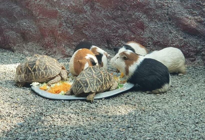 Hotel Life Farms   Near Mopa Airport Goa