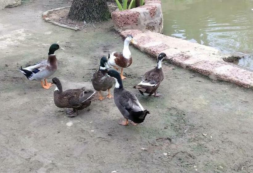 Hotel Life Farms   Near Mopa Airport Goa