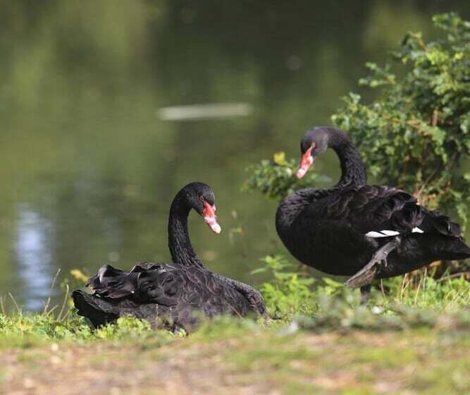 호텔 Worplesdon Place