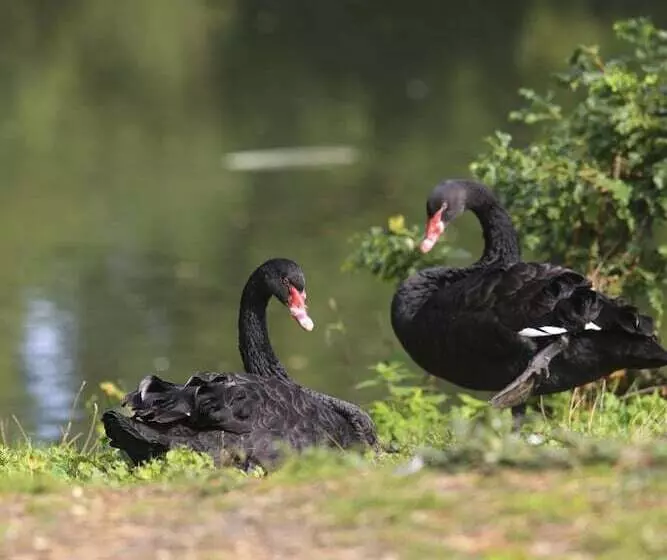 Hotel Worplesdon Place