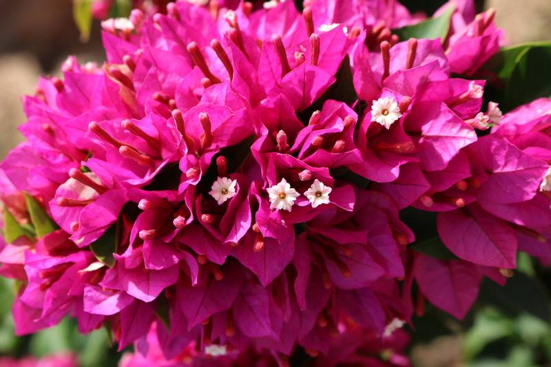 Lunja Village   Agadir