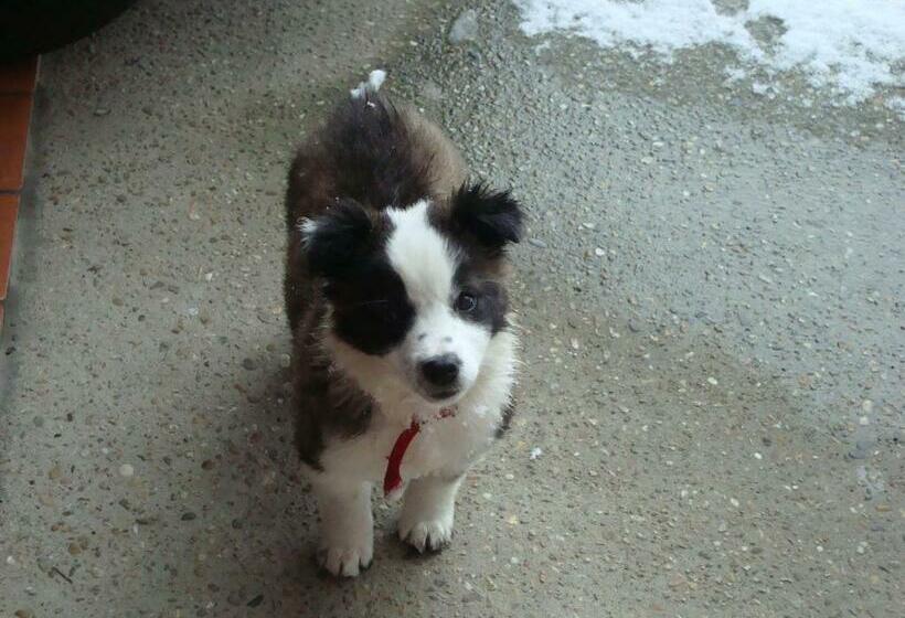 민박 Al Mobile Antico