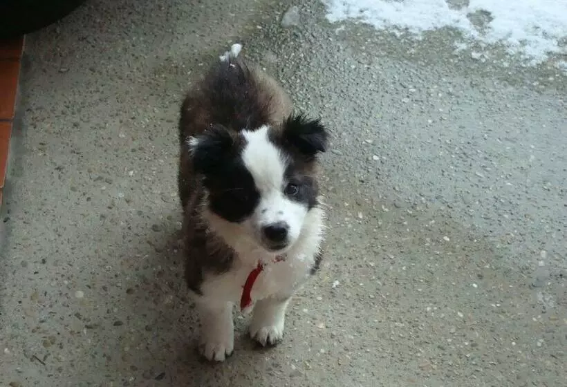 ベッドアンドブレックファースト Al Mobile Antico