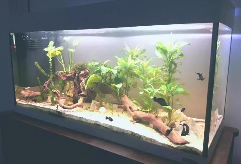 Aamiaismajoitus (B&B) Antico Borgo Leone