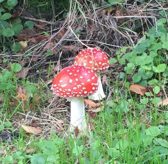 צימר Bed En Breakfast De Houtwiel