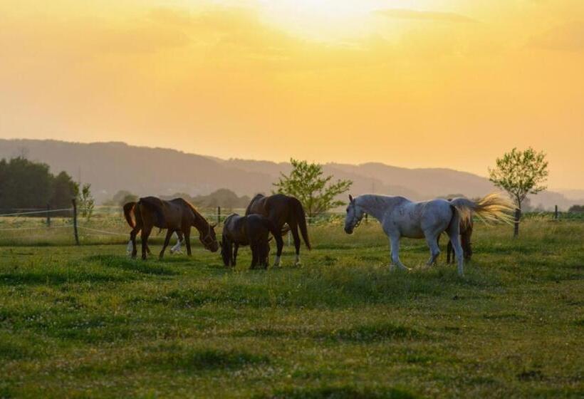 Bed and Breakfast Bio Pferdehof Fabian