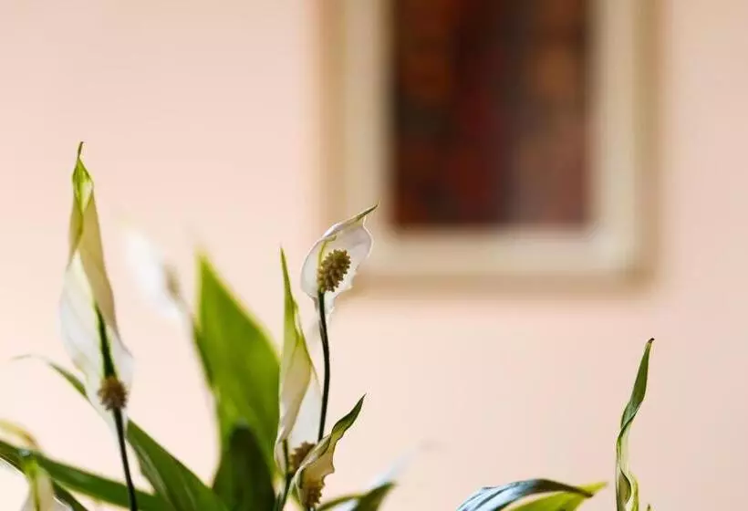 Aamiaismajoitus (B&B) Il Castellaro