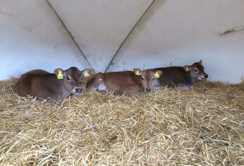 Bed and Breakfast Trecorme Barton