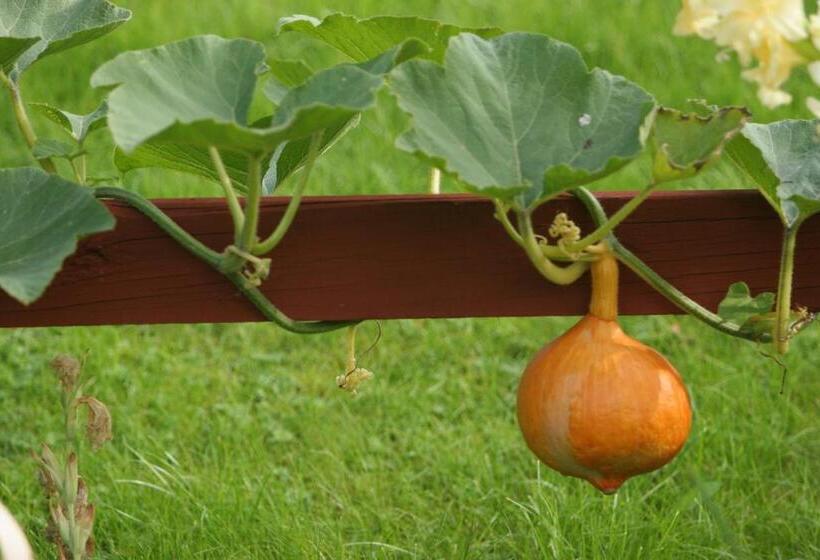 Bed & Breakfast Björkhyddan