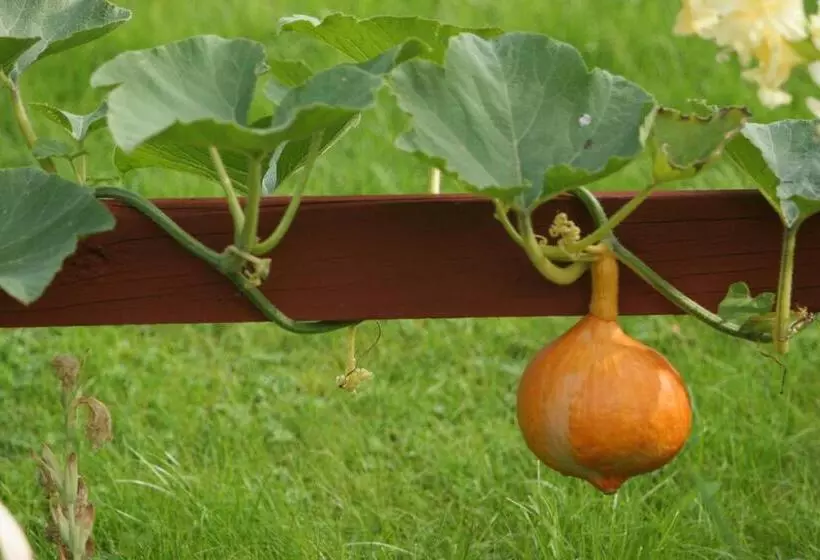 Bed & Breakfast Björkhyddan