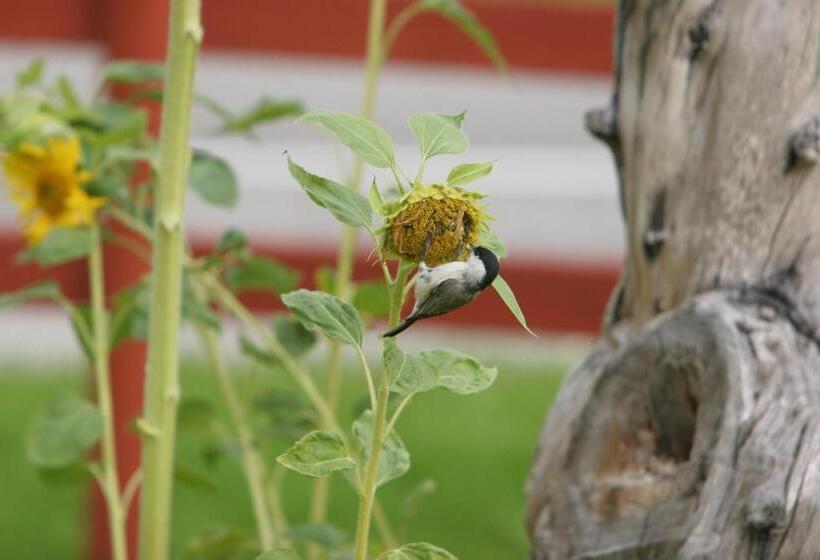 Bed & Breakfast Björkhyddan