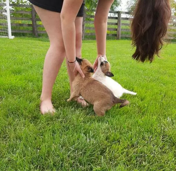 Majatalo Dor De Casa