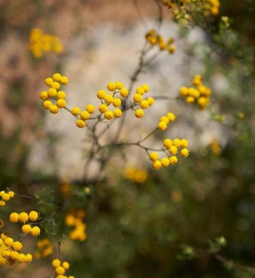 בית מלון כפרי Jakkalswater Guest Farm