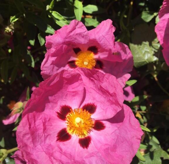 פנסיון Clos Remy Maison D Hôtes