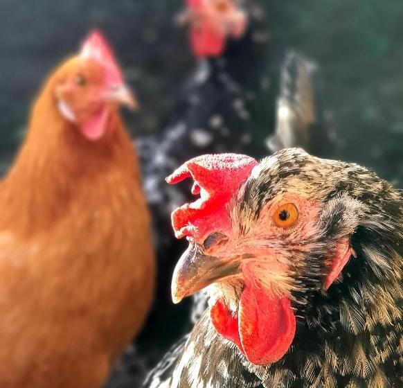 Пансион Domaine Des Pousses, Chambres D Hôtes Au Coeur D Un Village De Campagne