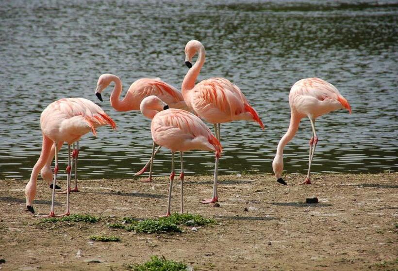 민박 Bulle D Evasion Silly Près De Pairi Daiza