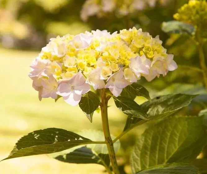 Hotelli Lodge Andino El Ingenio