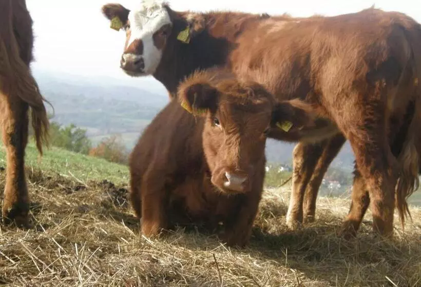 Hotelli Rooms Bolfan Vinski Vrh