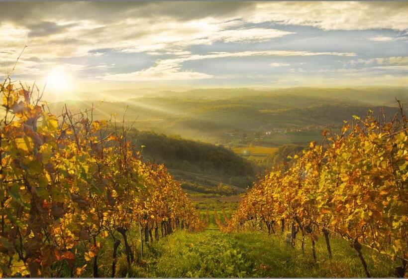 בית מלון כפרי Rooms Bolfan Vinski Vrh