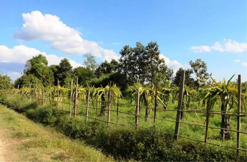 ペンション The Bong Thom Homestay